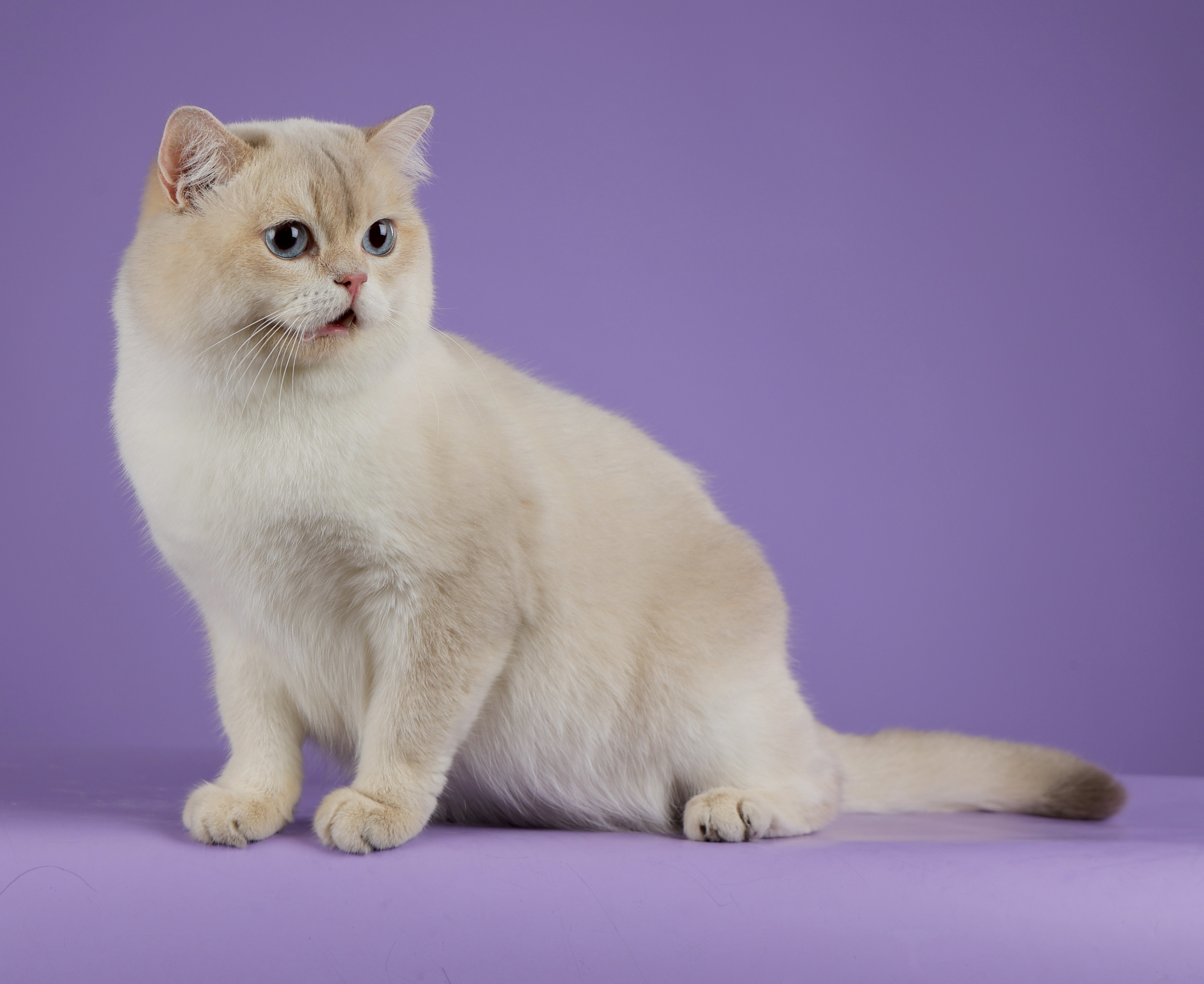 ICH. Xerxes Diamond Breese